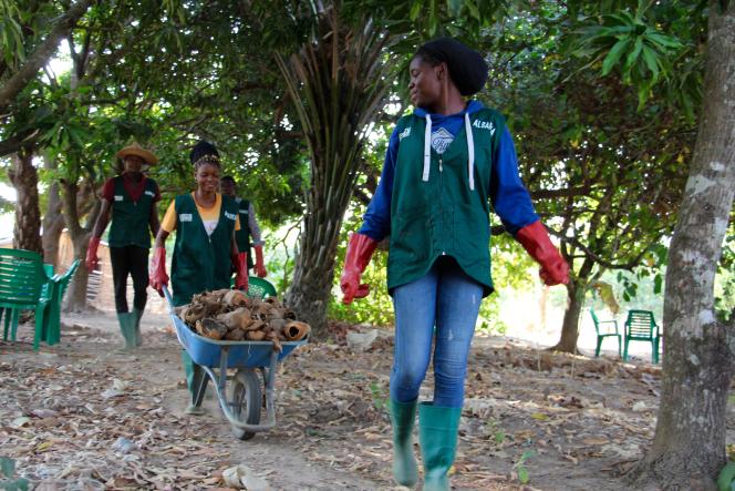 Au Togo, l’essor de fermes-écoles pour former les patrons de l’agroécologie de demain.Un réseau de 1 200 jeunes producteurs travaille à enseigner des  pratiques agricoles durables sans engrais chimiques et avec de très bons  rendements.