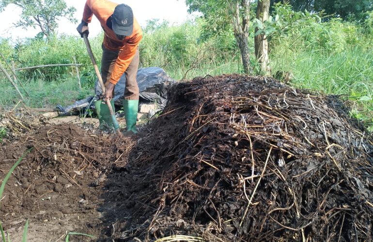 Production du compost anaérobique de 21 jours avec des microorganismes efficients. L’état du compost au 15e jour.