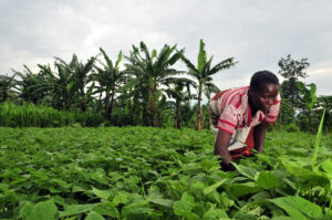 Ce projet vise à accompagner les jeunes dans leur insertion professionnelle à travers des formations techniques, entrepreneuriales et managériales adaptées au secteur agricole.