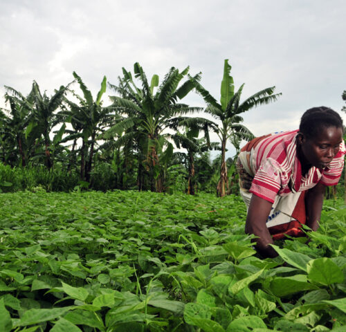Ce projet vise à accompagner les jeunes dans leur insertion professionnelle à travers des formations techniques, entrepreneuriales et managériales adaptées au secteur agricole.