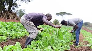 Ce projet accompagne les producteurs agricoles dans l’adoption de pratiques agricoles adaptées aux effets des changements climatiques afin de garantir une production durable et résiliente.