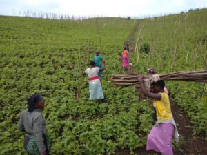 Le REJEPPAT œuvre pour l’inclusion des femmes rurales dans les activités agricoles et entrepreneuriales afin de renforcer leur autonomie économique et sociale.